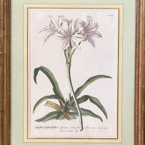 Georg Ehret and Christoph Trew, ("Lilio-Narcissus"). Nuremberg, 1750-73.