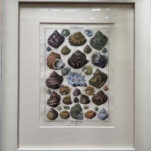 Planche IX (Snail Shells) La Conchyliologie. Paris [1757]-1780. Framed