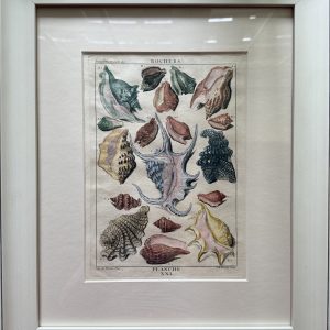 Planche XXI (Conch shell) La Conchyliologie. Paris [1757]-1780. Framed