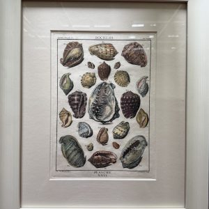 Planche XXVI (Snail Shell) La Conchyliologie. Paris 1757-1780. Framed
