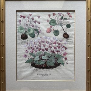 (Cyclamen) Hortus Eystettensis. Eichstatt, Germany [1613]-1640. Framed