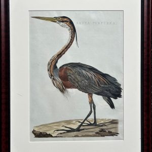 Large engraving of a Great Blue Heron