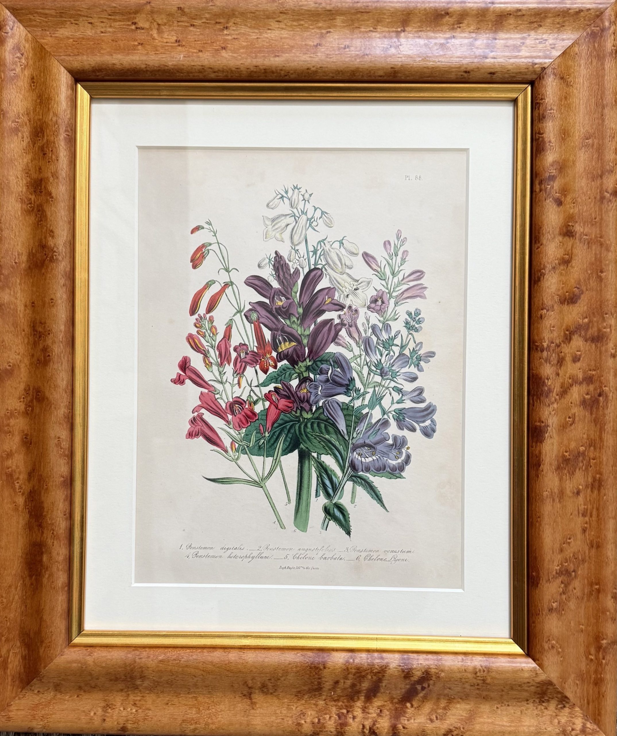 Jane Loudon, Plate 88 ("Foxglove"). The Ladies' Flower Garden… London, 1850
