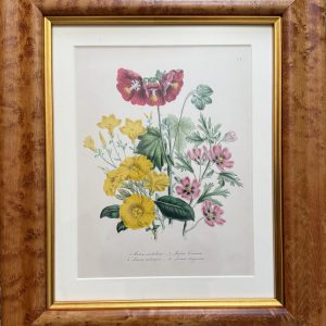 Jane Loudon, Plate 6 ("Mallow"). The Ladies' Flower Garden… London, 1850