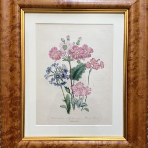 Jane Loudon, Plate 93 (“Primrose”). The Ladies’ Flower Garden… London, 1850