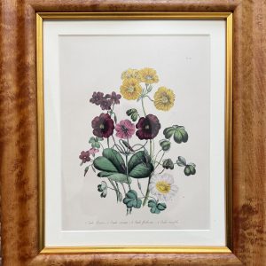 Jane Loudon, Plate 32 ("Wood Sorrel"). The Ladies' Flower Garden… London, 1850