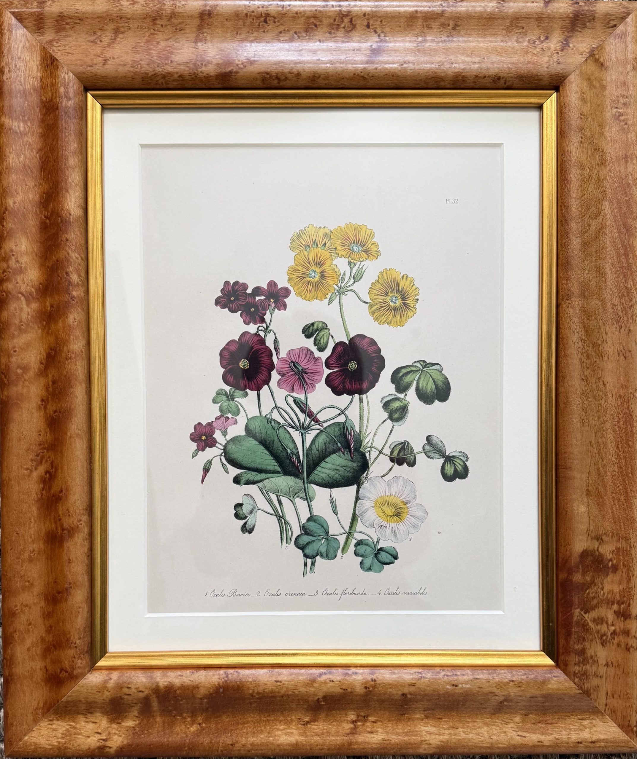 Jane Loudon, Plate 32 ("Wood Sorrel"). The Ladies' Flower Garden… London, 1850