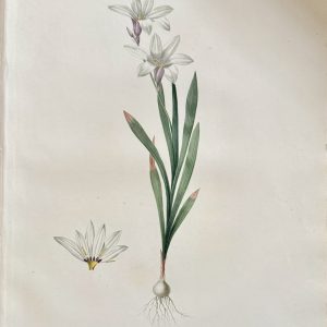 Pierre Joseph Redoute. (Plate 109, Large-flowered Sparaxis) “Ixia fleur de Lis”. Les Liliacees, Vol. II. Paris, 1802-1816.