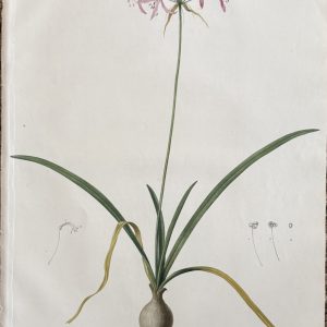 Pierre Joseph Redoute. (Plate 115, Undulate Nernina) “Amaryllis Ondulee”. Les Liliacees, Vol. II. Paris, 1802-1816.