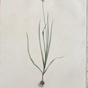 Pierre Joseph Redoute. (Plate 213, Rose Garlic) “Ail Rose”. Les Liliacees, Vol. IV. Paris, 1802-1816.