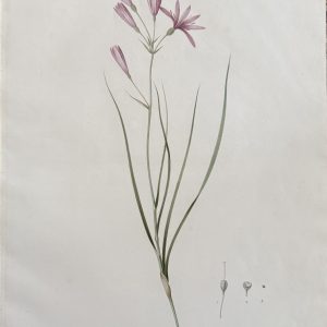 Pierre Joseph Redoute. (Plate 241, Tatarian Ixia Lily) “Amaryllis des Montagues”. Les Liliacees, Vol. V. Paris, 1802-1816.