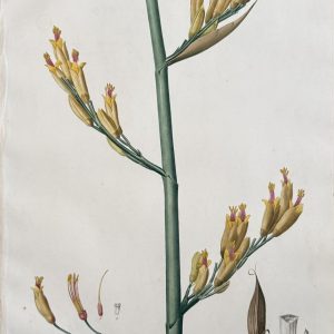 Pierre Joseph Redoute. (Plate 449, New Zealand flax) “Phormium Lin de Laurentis Nouvelle Zelande". Les Liliacees, Vol. VIII. Paris, 1802-1816.