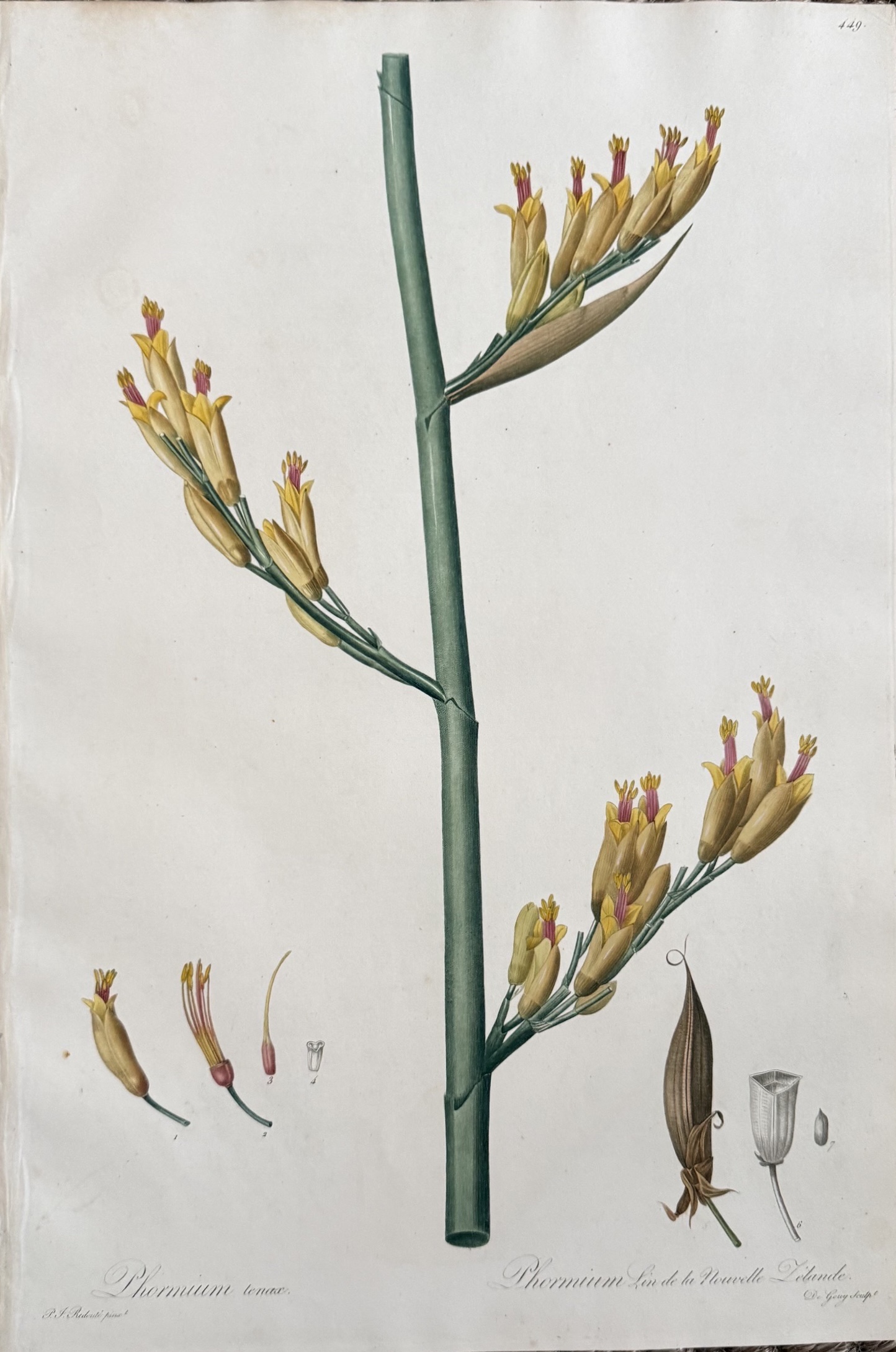 Pierre Joseph Redoute. (Plate 449, New Zealand flax) “Phormium Lin de Laurentis Nouvelle Zelande". Les Liliacees, Vol. VIII. Paris, 1802-1816.