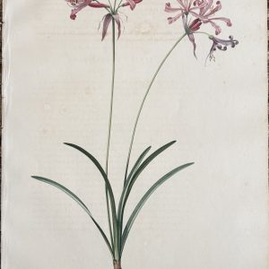 Pierre Joseph Redoute. (Plate 450, Mountain Lily) “Amaryllis peu Eleve”. Les Liliacees, Vol. VIII. Paris, 1802-1816.