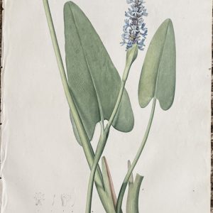 Pierre Joseph Redoute. (Plate 72, Pickerel Weed) “Pontederie en Coeur”. Les Liliacees, Vol. II. Paris, 1802-1816.